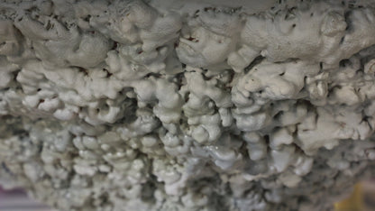 Plinio Table
